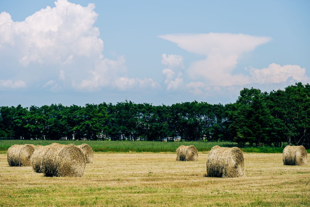 Hokkaido Farm