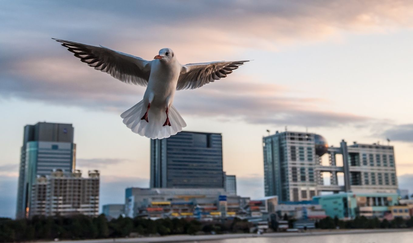 Odaiba Birding Around