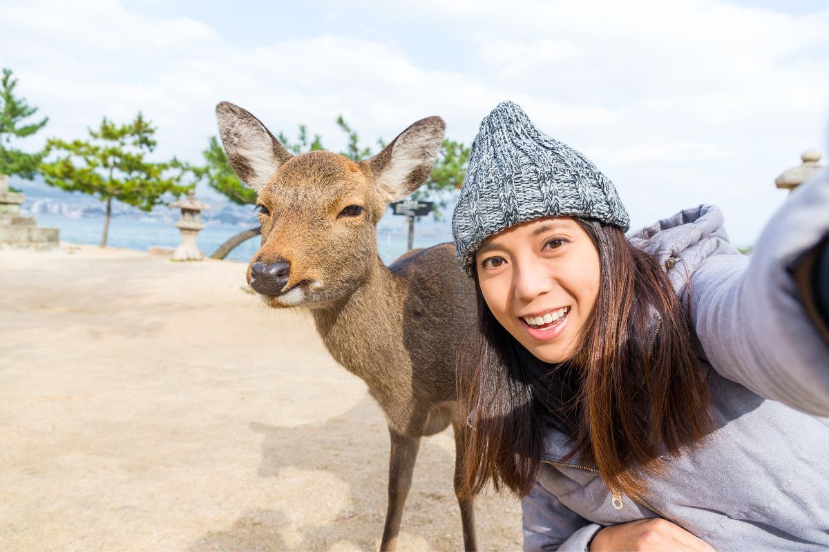 Shika dear at Itsukushima Shrine On Miyajima