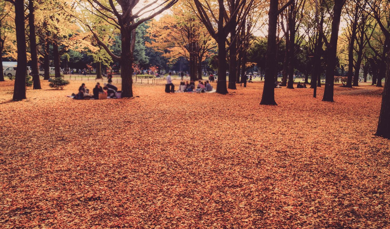 Sunday At Yoyogi Koen Park